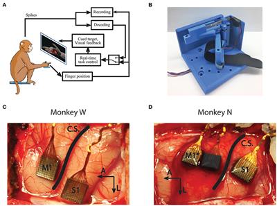 Cortical Decoding of Individual Finger Group Motions Using ReFIT Kalman Filter